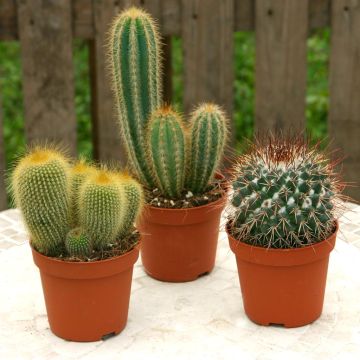 Cactus Mix
