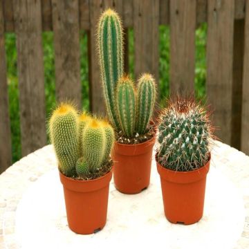 Cactus Mix