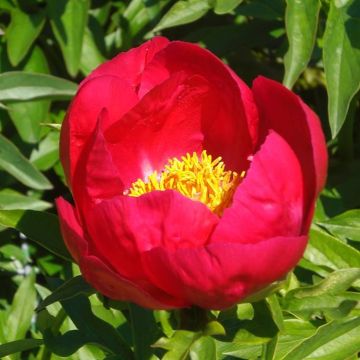Peaony single Red