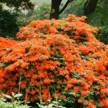 Alalea Orange