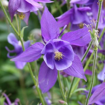 Aquilegia Lila