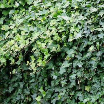 Hedera helix Thorndale