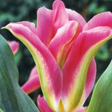 Tulip Viridiflora Virichic