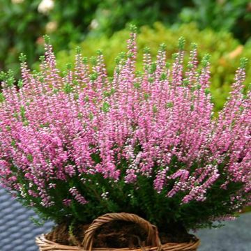 Heather Pink (Caluna Vulgaris Pink)