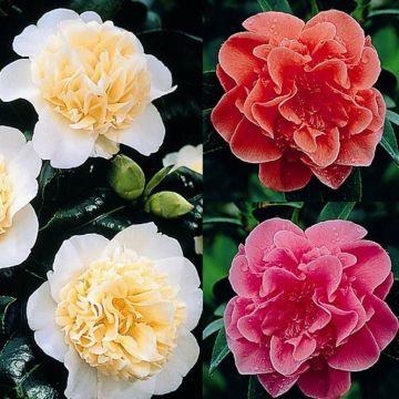 Camellia Collection Red White Pink