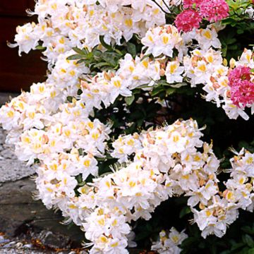 Azalea mollis Wit