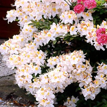 Azalea mollis Wit