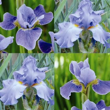 Iris Combo barbata Metal Blue - sibirica Silver Edge