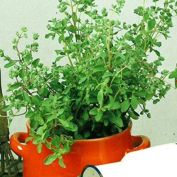 3 1145 Marjoram picture
