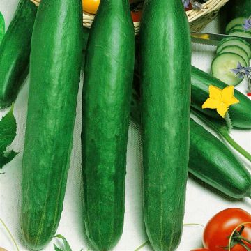 2 2182 Cucumber