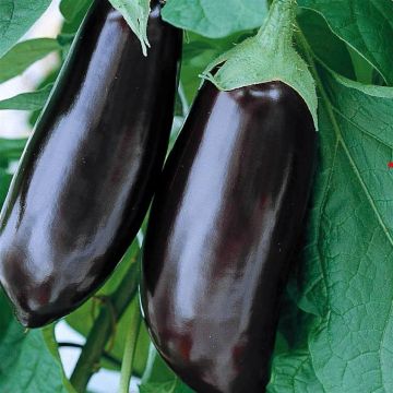 32060 Aubergine