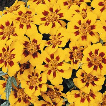 1 4790 French Marigold 'Granada'