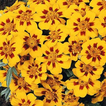1 4790 French Marigold 'Granada'