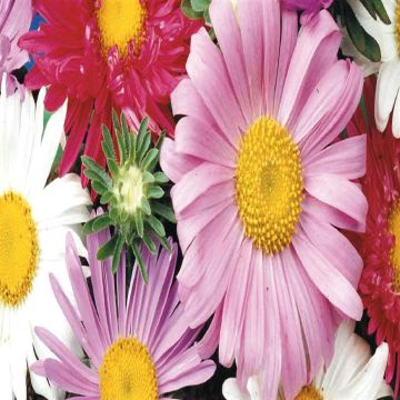 1 4110 Aster Mix