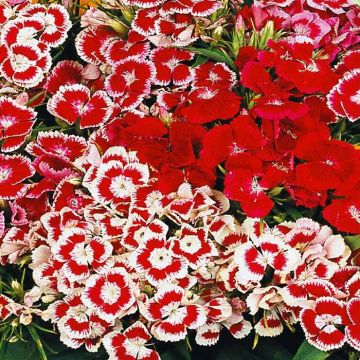 2 4260 Sweet William 'Wee Willie'
