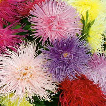 2 4122 Aster 'Unicum'