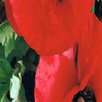 2 4545 Tulip Poppy