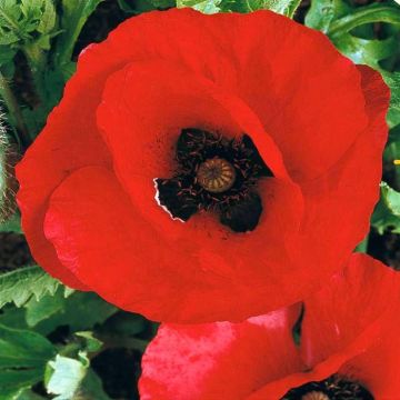 2 4545 Tulip Poppy