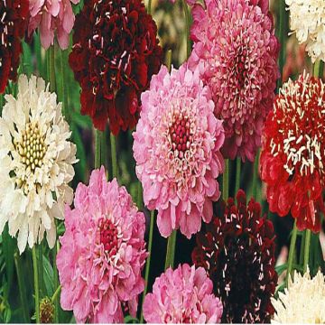 2 4705 Scabiosa