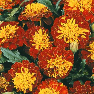 2 4772 French Marigold 'Harmony Boy'