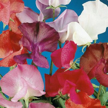 3 4418 Sweet Peas 'Colorama'