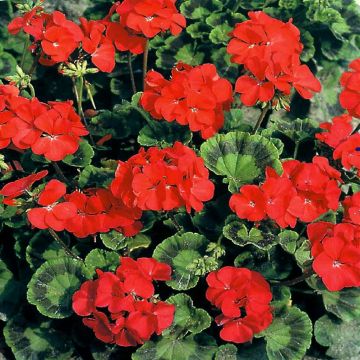 7 4556 Geranium 'Mustang'