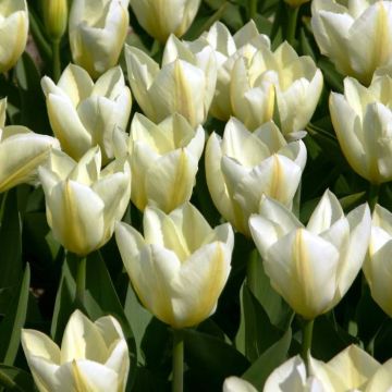Tulip fosteriana Purissima