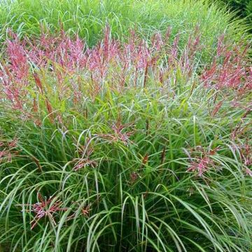 Miscanthus Malepartus