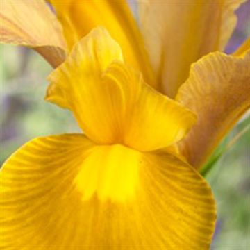 Autumn-Princess-Iris