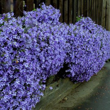 Campanula portenschlagenia 2