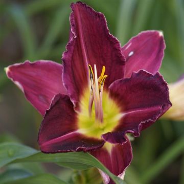 Hemerocallis Violet Hour