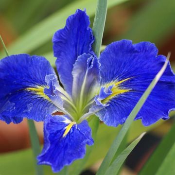 Iris louisiana Sinfonietta