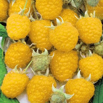Rubus ideaus framboos-geel Rubus ideaus framboos-geel