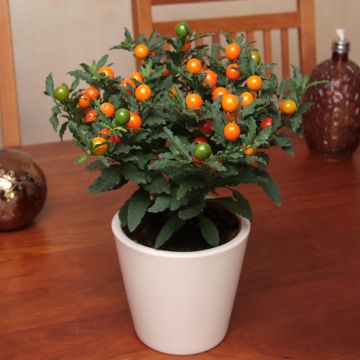 Solanum Pseudocapsicum