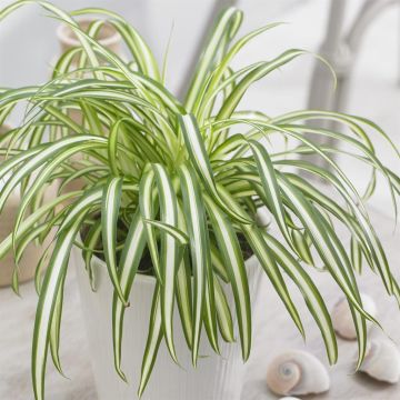 Chlorophytum comosum 'Atlantic'