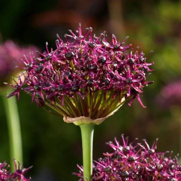 allium-atropurpureum-05