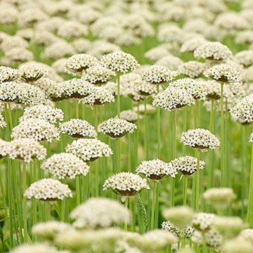 Allium Nigrum multibulbosum 044