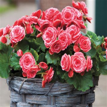 Begonia grandiflora pink edged