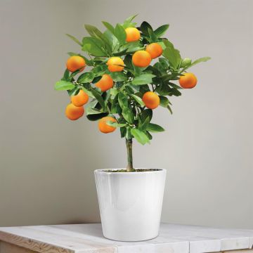 Orenge tree v1