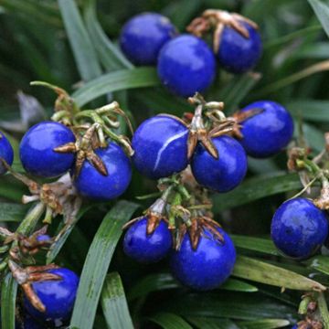 Ophiopogon japonica Minor met bes 3