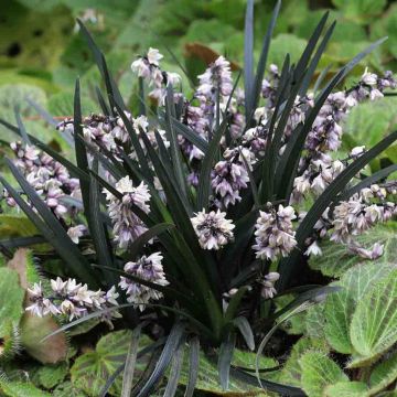 Ophiopogon planiscapus Niger EXC5