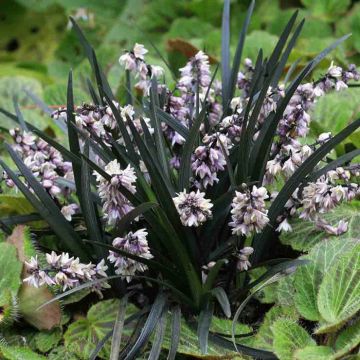 Ophiopogon planiscapus Niger EXC5