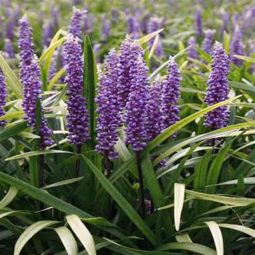 Liriope Moneymaker 1