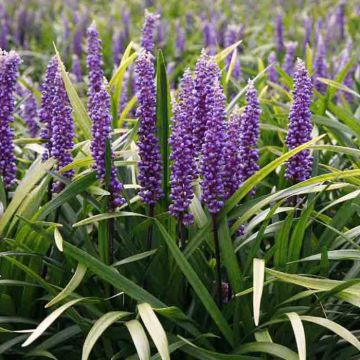 Liriope Moneymaker 1