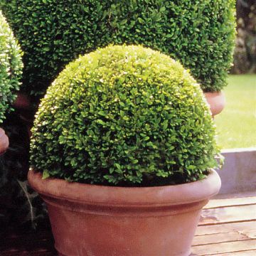 Buxes Sempervirens Boxwood 25cm
