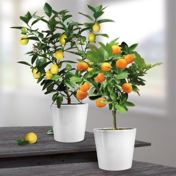 lemon and orange tree