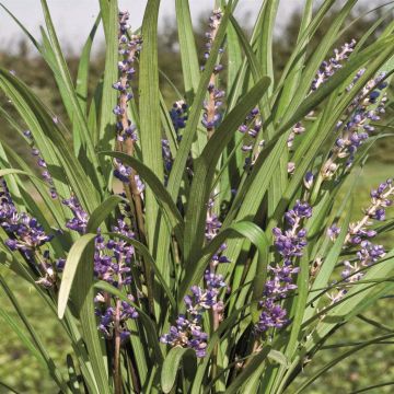 Liriope Big Blue correction
