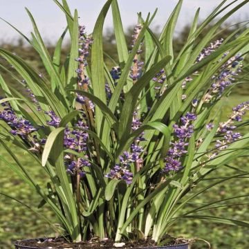 Liriope Big Blue correction
