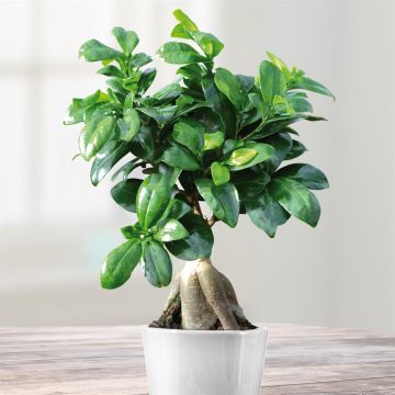 kerst plant