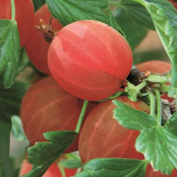 ribes hinonmacki red v1